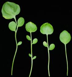 Cardamine grandiscapa. Rosette leaves.
 Image: P.B. Heenan © Landcare Research 2019 CC BY 3.0 NZ